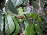Frucht am Kaffeebaum